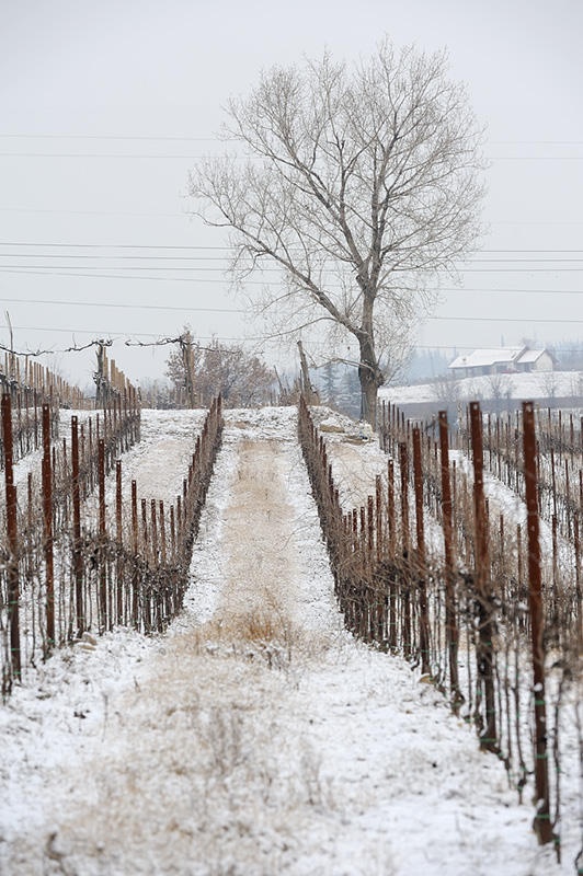 Vigneto d’ inverno 02