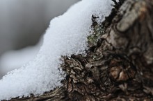 Vigneto d’ inverno 04