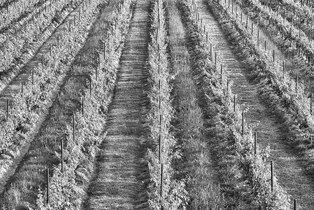 vigneti montresor 2012