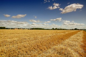 campo di grano tagliato